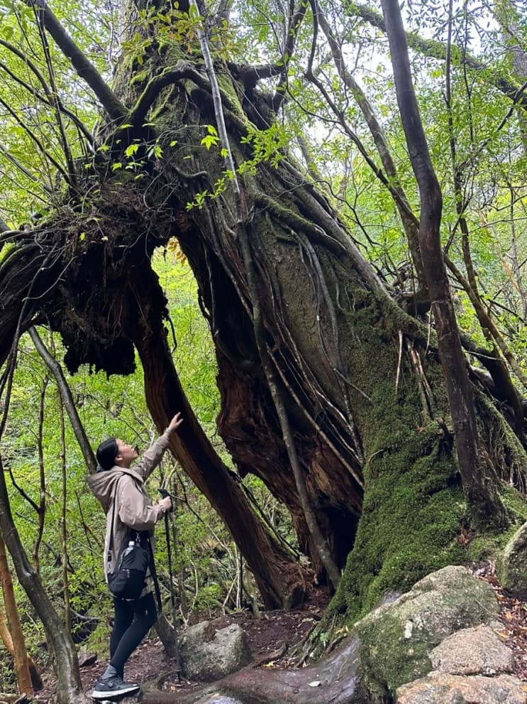 #1 일본 야쿠시마 4박5일 : 웰리트립으로 다녀오다✈️