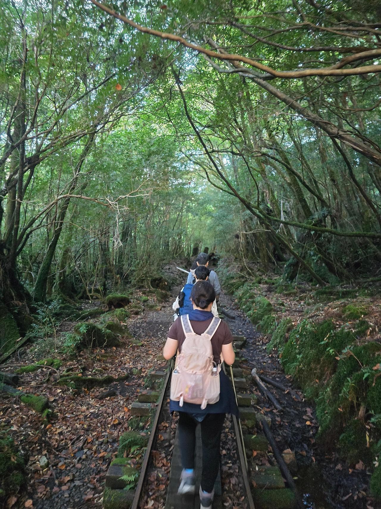 야쿠시마 트레킹 5 - 조몬스기 & 윌슨 그루터기 (1)