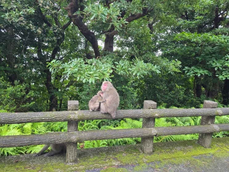 ♥︎웰리트립♥︎야쿠시마트레킹